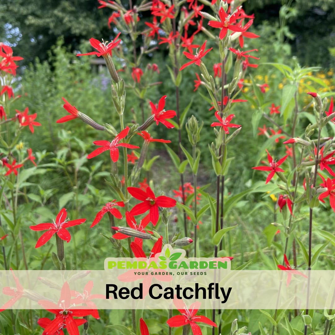 Roundleaf Catchfly Red Royal Catchfly Seeds – Silene Regia Brilliant Red Perennial ...