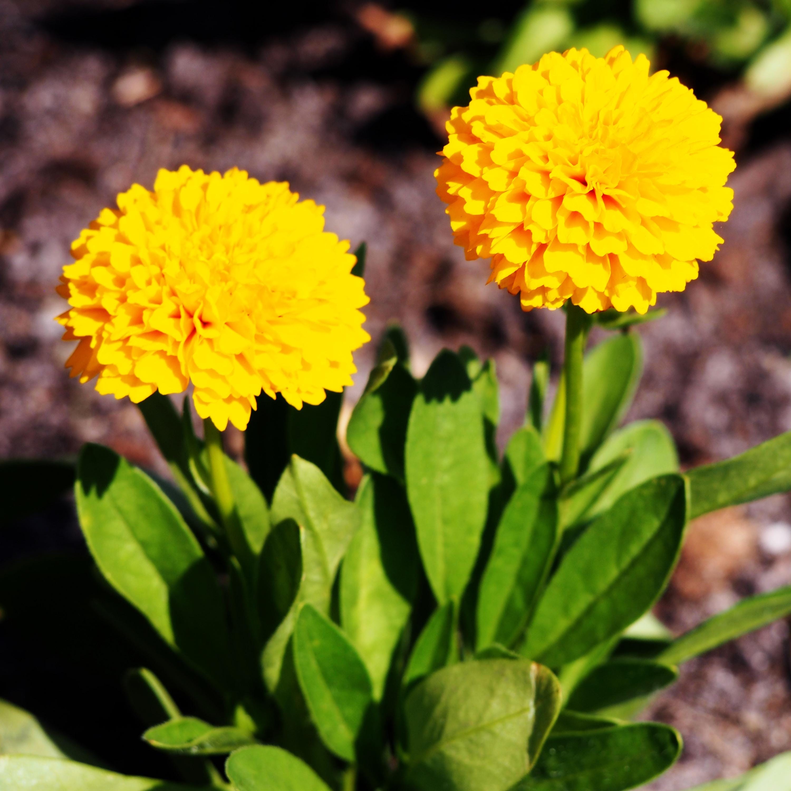 Solanna Golden Sphere Coreopsis Seeds – Coreopsis Grandiflora