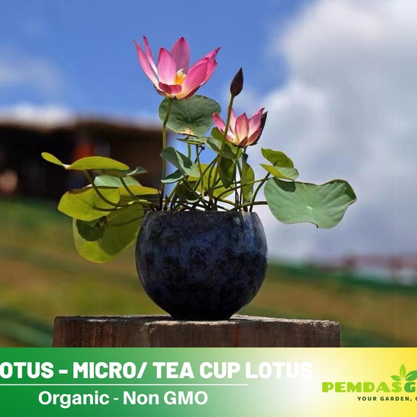 5 Rare Seeds| Pink Lotus - Micro/ Tea Cup Lotus Seeds - Indian Lotus (Nelumbo nucifera) Seeds - Flower Seeds -  #Q068