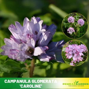 Campanula glomerata &#39;Caroline&#39; - Authentic Seeds - Perennial ~ GMO Free~~Flower seeds ~ Asian Garden~ Herbs #8061