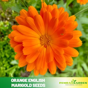 25+ Seeds| Orange English Marigold Seeds - Edible -Open-Pollinating -Draft Resistant -Cold Resistant -Dwarf -Plant in Spring/After frost#283