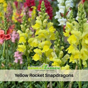 May include: A vibrant image showcases a cluster of yellow Rocket Snapdragons in full bloom, with a backdrop of various colorful flowers. The flowers are in focus, displaying their bright yellow petals and green stems. The image includes the text "Yellow Rocket Snapdragons".