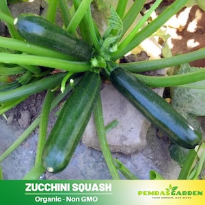 25 Seeds| Squash Zucchini  Seeds - Authentic Seeds ~ GMO Free ~ Seeds ~ Flower seeds~ Vegetable seeds~ Asian Garden~ Herbs   #7014