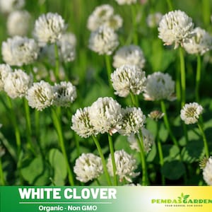 40+Seeds| White Clover Seeds - Authentic - Open-Pollinated - Organic - Heirloom - Flower Seeds - Mix Seeds to Plant -  #J003
