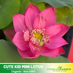 5 Rare Seeds| Cute Kid Mini Lotus Seeds - Red lotus  - Indian Lotus (Nelumbo nucifera) Seeds-  #Q010