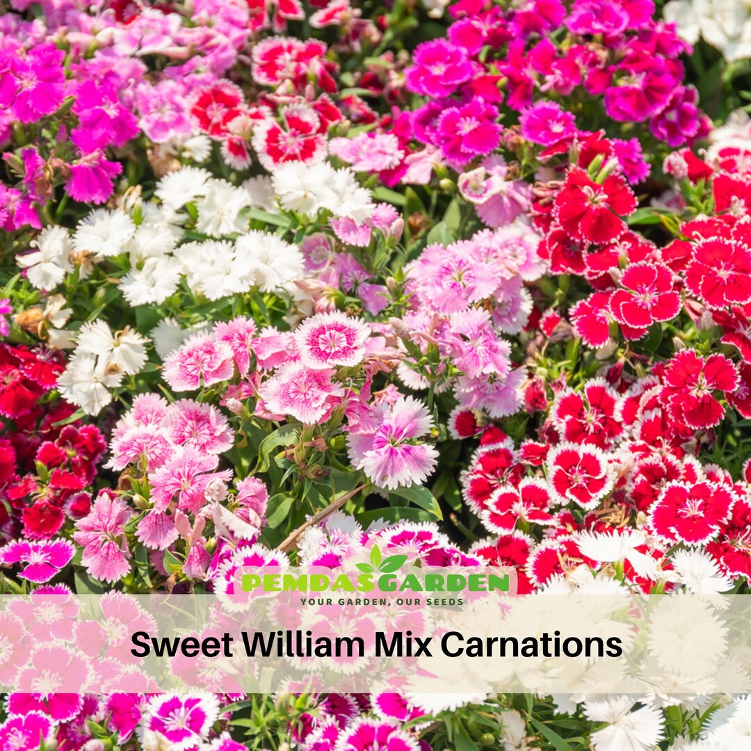 Sweet William Mix Carnations - Dianthus Seeds- Open-pollinated ...
