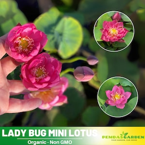5 Rare Seeds| Lady Bug Mini Lotus Seeds  - Indian Lotus (Nelumbo nucifera) Seeds - Flower Seeds -  #Q023