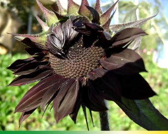 25+ Seeds| Chocolate Sunflowers Seeds - Helianthus annuus - Open-Pollinated - Organic - Heirloom - Mix Seeds to Plant -  E019