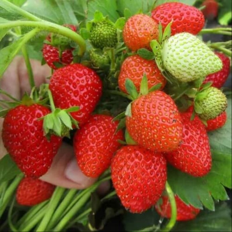 110 seeds Red Strawberry Seeds Authentic Seeds GMO Free SeedsFlower seeds Vegetable seeds Asian Garden Flowers Herbs B5G15006 image 4