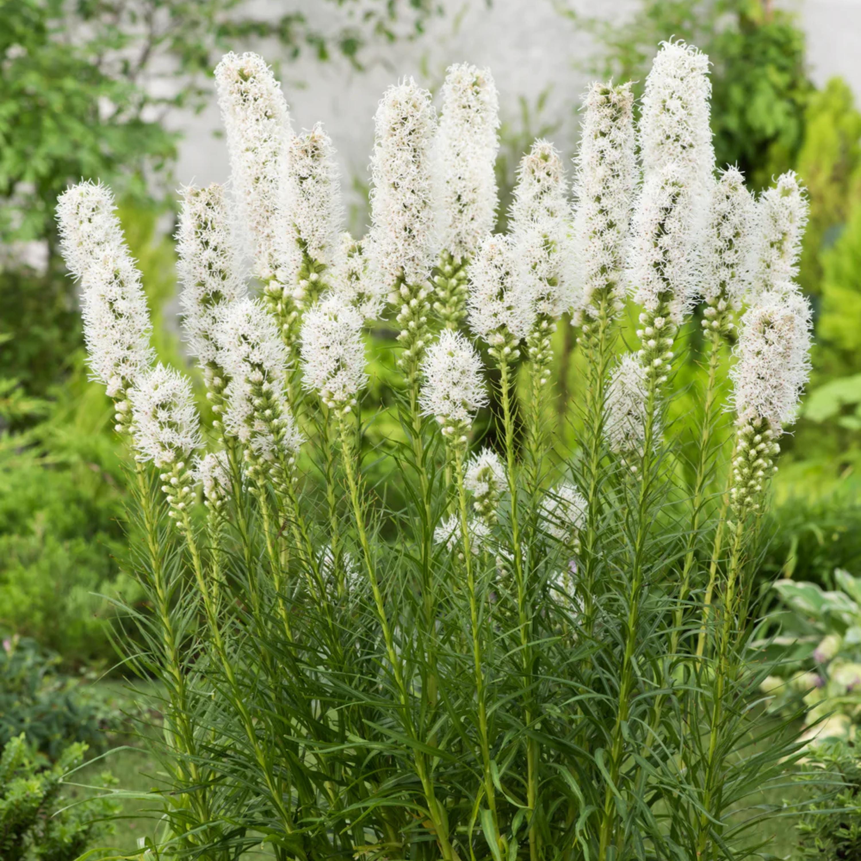 White Blazing Star Seeds – Liatris Spicata 'alba' – Elegant White
