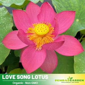 5 Rare Seeds| Love Song Lotus Seeds  - Indian Lotus (Nelumbo nucifera) Seeds - Flower Seeds -  #Q033