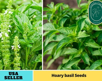 110s [Basil seeds], Hoary seeds, authentic seeds Flower seeds, vegetable seeds, asian garden, B5G1, chinese garden, easy plant