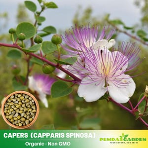 6 Seeds| Capers (Caper Bush) Seeds- Capparis spinosa - Flinders rose - Culinary Plant - Non-GMO-Perennial - Vegetables Seeds#6037