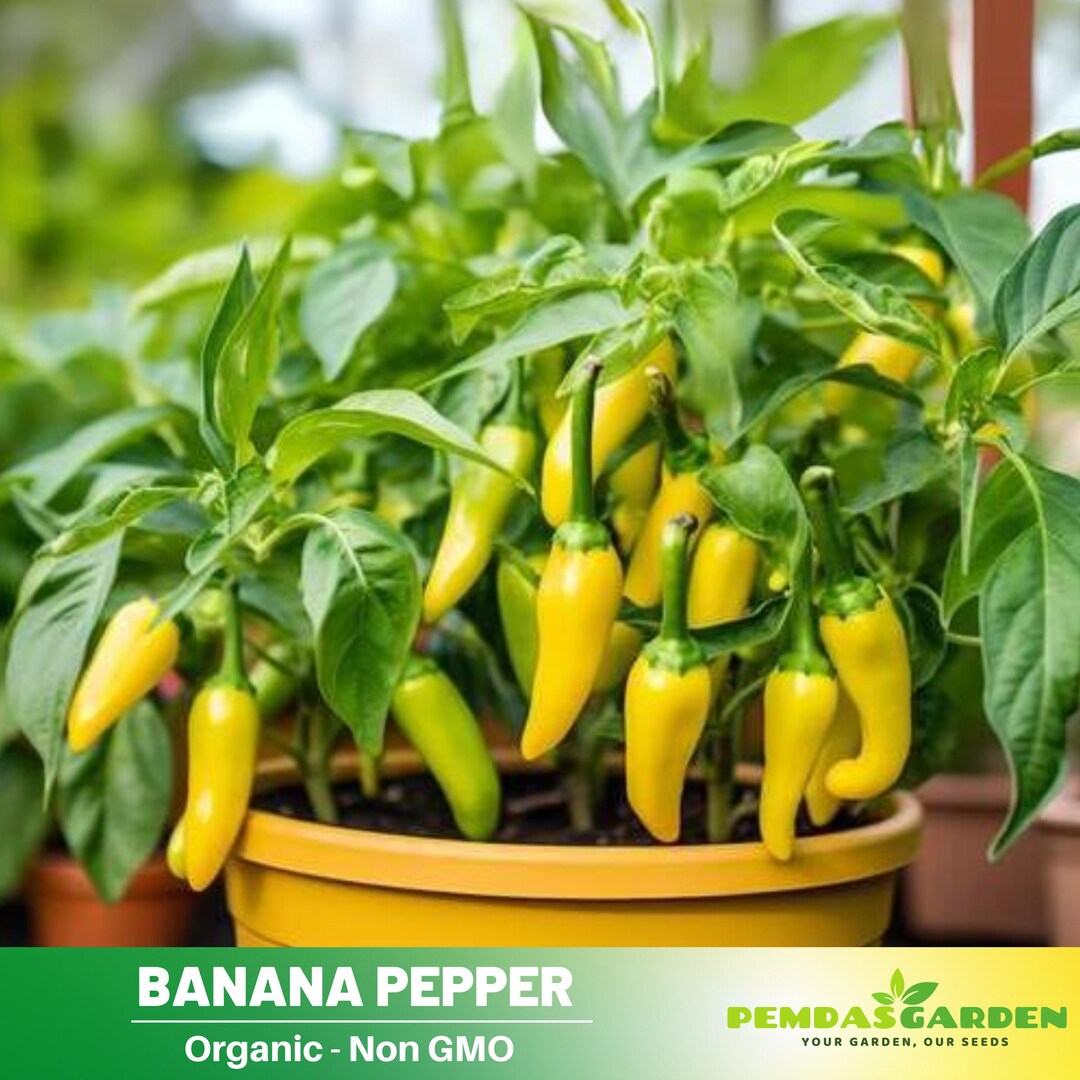 30 Seeds| Pepper Seeds, Banana - Authentic Seeds ~ GMO Free ~ Seeds ...