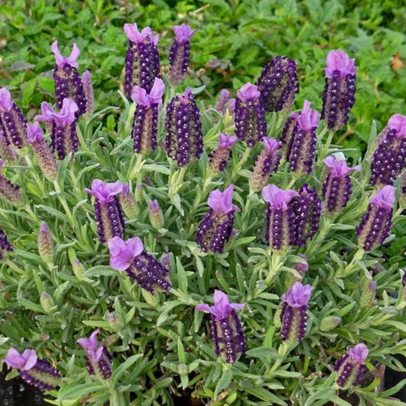 100 Seeds SPANISH LAVENDER Seeds Authentic Seeds Etsy