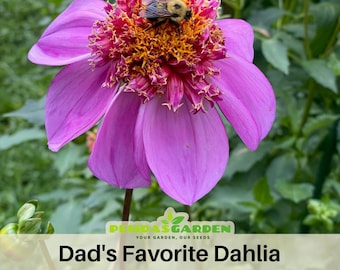 40+ Seeds|  Dad's Favorite Dahlia Perennial Seeds - Pollinator Friendly- Open Pollinated - Heirloom  - Mix Seeds to Plant -  #D041