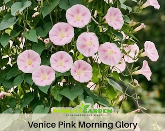 Venice Pink Morning Glory Seeds Soft Pink Climbing Vine Flower Seeds Blooming Annual Trellis Garden Ornamental Easy Grow Flower Seeds