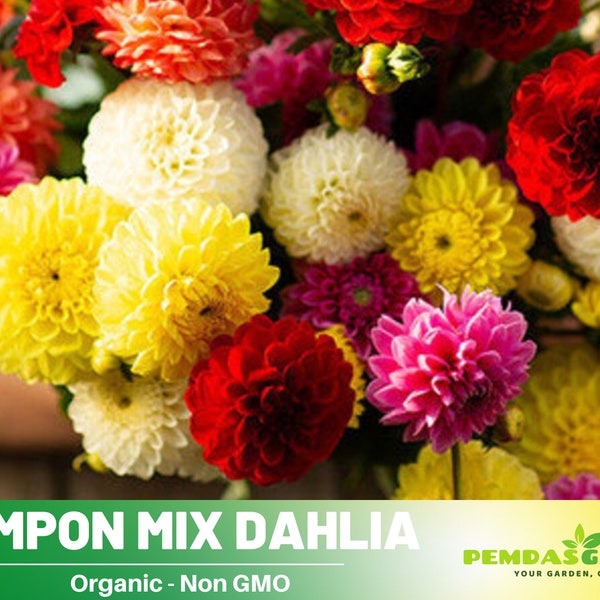 40+ Seeds|  Pompon Dahlia Mix Dahlia Perennial Seeds - Authentic Seeds - Perennial~ GMO Free ~~Flower seeds ~ Asian Garden~ Herbs B5G1 #D034