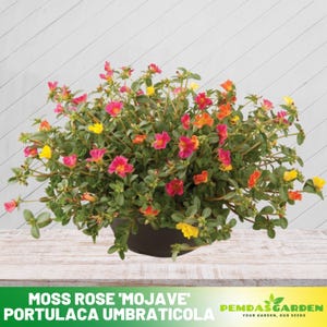 Portulaca &#39;Mojave&#39; Series seeds - Moss Rose Seeds - Purslanes Seeds - Heirloom Succulent- Colorful Flowers- Drought Tolerant -  #8161
