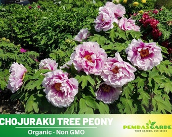 10+Seeds|  Chojuraku Tree Perennial Flower Peony Seeds ,Herb,GMO Free B5G1#B050