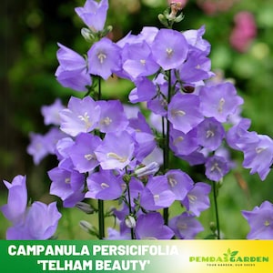 Campanula Persicifolia &#39;Telham Beauty&#39; - Authentic Seeds - Perennial ~ GMO Free~~Flower seeds ~ Asian Garden~ Herbs #8064