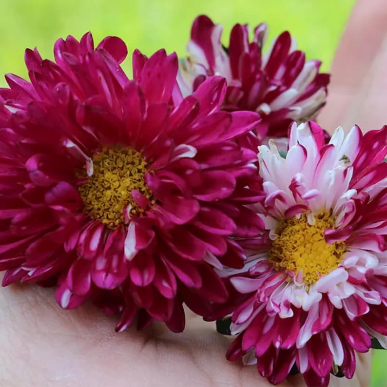 PemdasGarden Matsumoto Mix Aster Seeds - Thumbnail 4