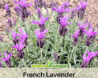 FRENCH LAVENDER Seeds - Authentic -Heirloom - Culinary &  Herb - Mosquito Repellent - Pollinator friendly