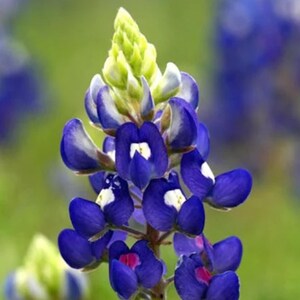 May include: Close-up of a vibrant bluebonnet flower. The petals are a deep blue with white accents, and the flower's center is a light green. The background is a soft green, creating a natural and appealing image.