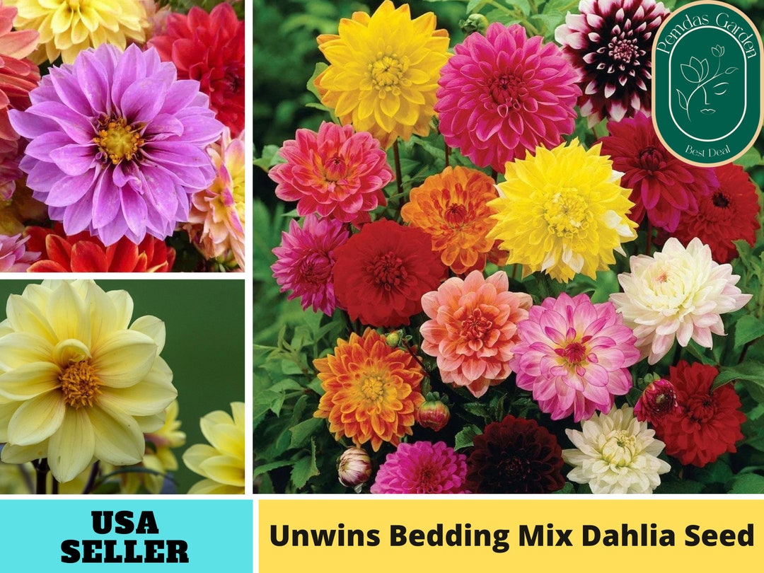 40 Seeds Unwins Bedding Mix Seed Dahlia Perennial Seeds Authentic Seeds