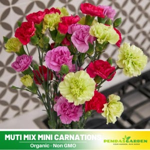May include: A bouquet of multi-colored mini carnations in shades of pink, red, green, and white. The flowers are arranged in a vase and are in full bloom. The text "MULTI MIX MINI CARNATIONS Organic - Non GMO" is visible at the bottom of the image.