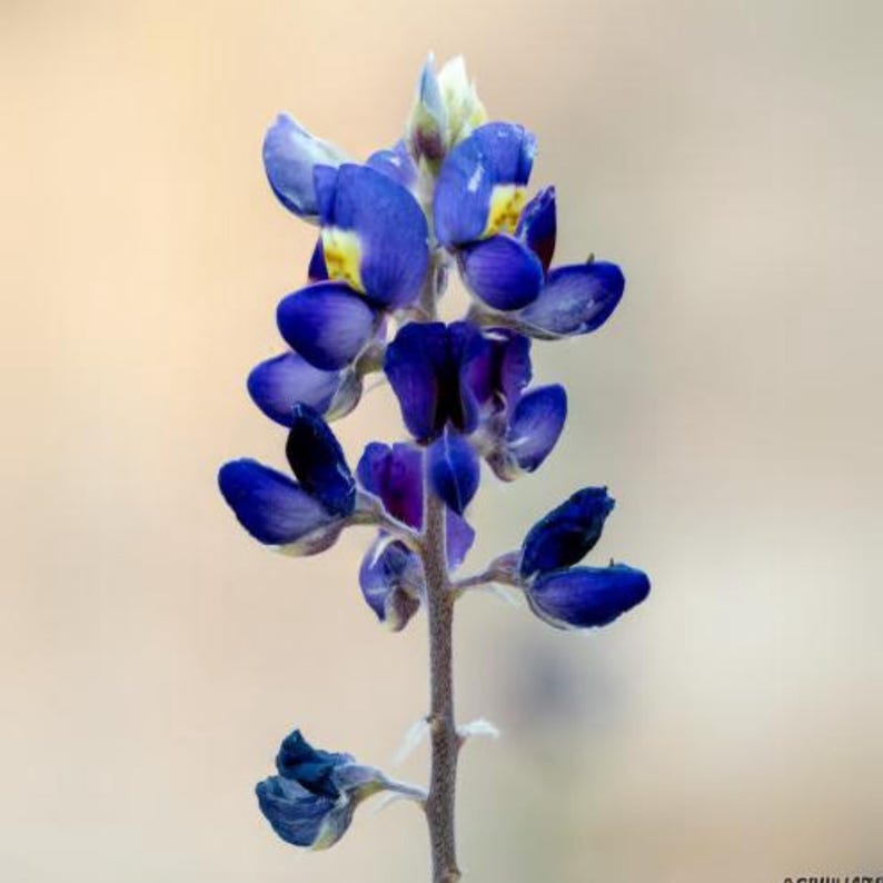 May include: Close-up of a vibrant bluebonnet flower. The flower has deep blue petals with yellow accents, arranged along a slender, upright stem. The background is a soft, neutral beige, highlighting the flower's vivid colors and delicate structure.