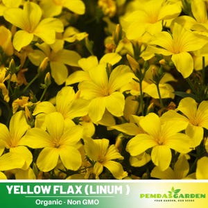 Yellow Flax (Linum flavum) - Authentic Seeds - Perennial ~ GMO Free~~Flower seeds ~ Asian Garden~ Herbs #8099
