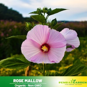 30 Seeds| Rose Mallow ~ Seeds ~ Hardy (Hibiscus), authentic seeds, flower seeds, vegetable seeds, asian garden, flowers,  no GMO,