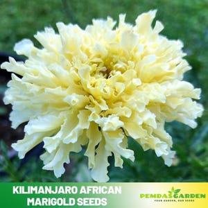 25+ Seeds| Kilimanjaro African Marigold Seeds - Edible -Open-Pollinating - Cold Resistant -Dwarf - Plant in Spring/After frost #296