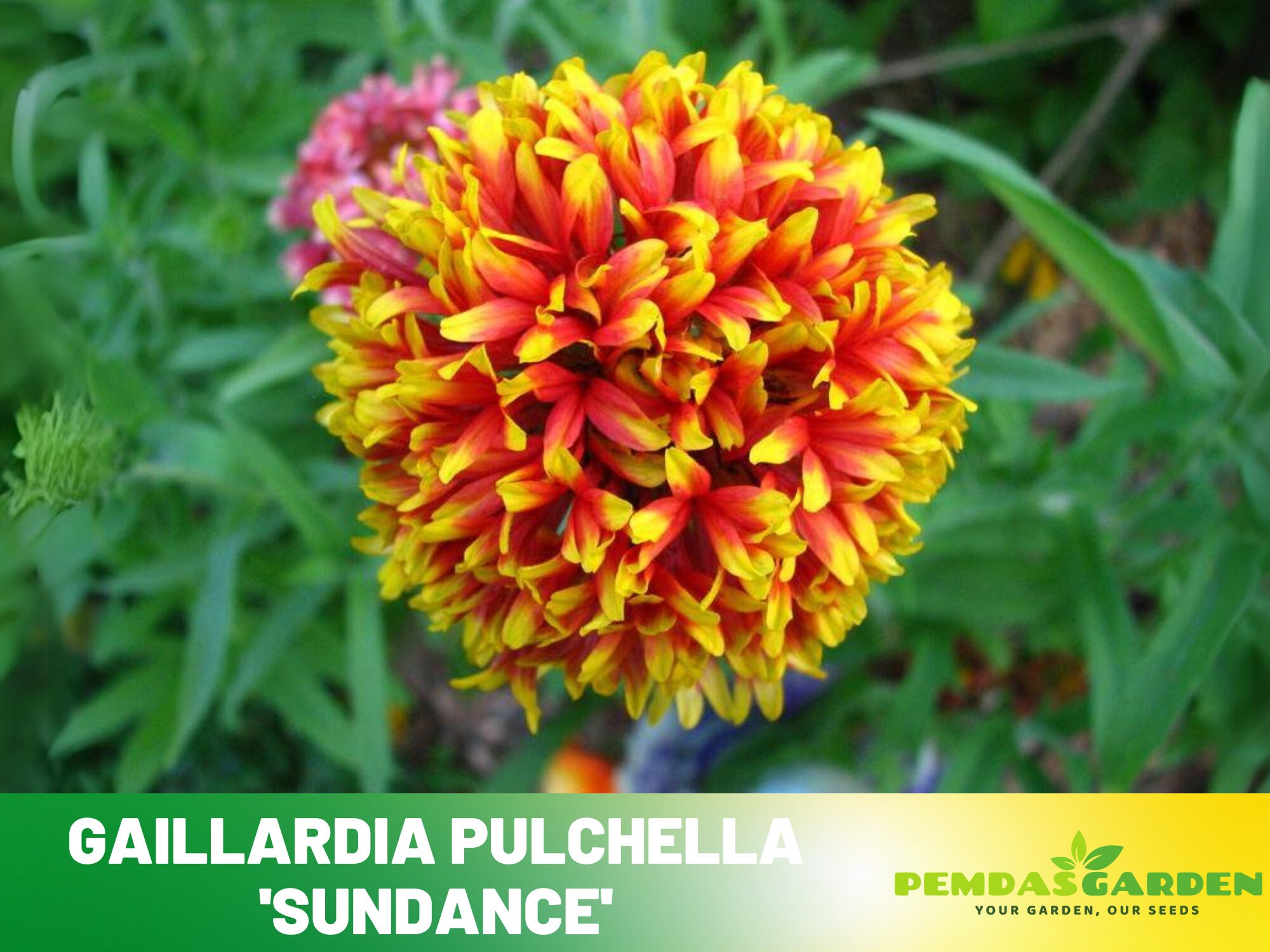 Gaillardia Pulchella sundance Authentic Seeds Perennial GMO Freeflower Seeds Asian Garden Herbs 8070 Etsy