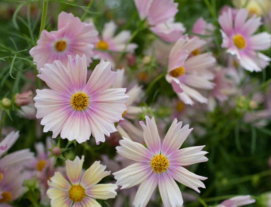 50 Seeds Apricot Lemonade Cosmos Seeds Authentic Seeds Etsy