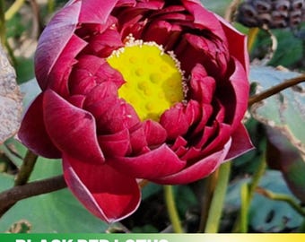 5 Rare Seeds| Black Red Lotus(Mo Hong Lotus) Seeds  - Indian Lotus (Nelumbo nucifera) Seeds - Flower Seeds -  #Q064