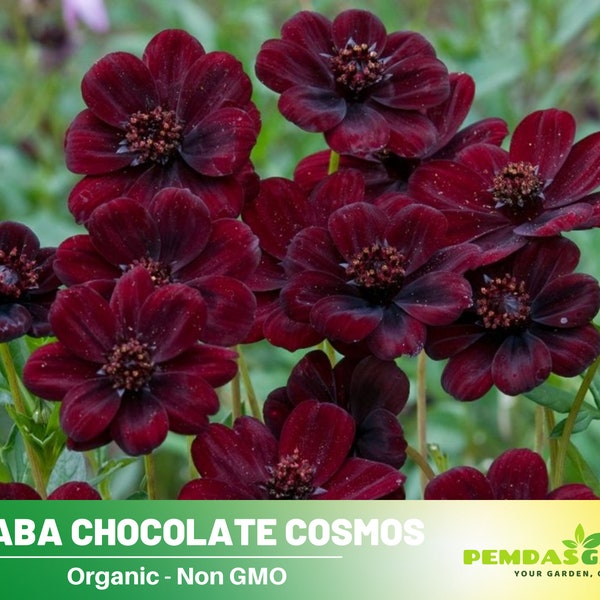 50+ Seeds| Futaba Rare Chocolate Cosmos Seeds ~ Authentic Seeds ~ GMO Free ~Flower seeds~ Vegetable seeds~ Asian Garden~ Flowers~ Herbs B5G1