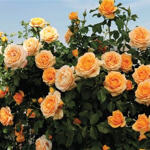 30+ Seeds|orange Climbing Rose Perennial Flower - Authentic Seeds ...