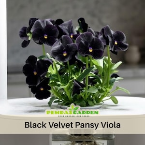 May include: A close-up of a potted Black Velvet Pansy Viola plant. The flowers are a deep black with yellow centers, and the green leaves provide a contrast. The text "Black Velvet Pansy Viola" is displayed below the plant.