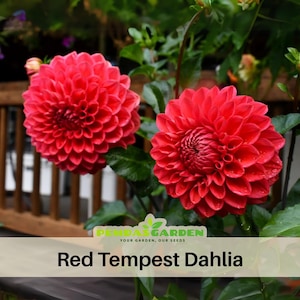 40+ Seeds|  Red Tempest Dahlia Seeds Pollinator Friendly- Open Pollinated - Heirloom  - Mix Seeds to Plant -   #D038