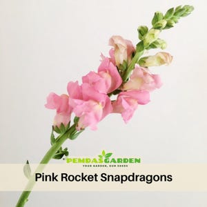 May include: A stem of pink snapdragon flowers with green leaves and buds against a white background. The text "Pink Rocket Snapdragons" is displayed at the bottom of the image.
