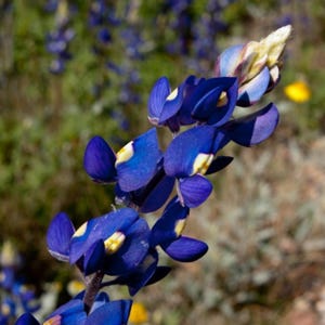 May include: Close-up of a vibrant blue lupine flower with yellow and white accents. The flower's petals are a deep indigo hue, with a few buds at the top. The background is blurred, showing a natural, outdoor setting.