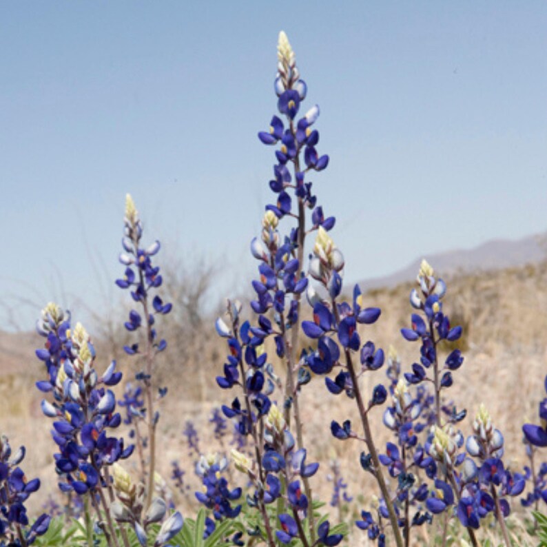 May include: A field of vibrant bluebonnet wildflowers under a clear blue sky. The tall, slender plants feature deep blue petals and creamy white tips, creating a striking contrast against the dry, tan landscape.