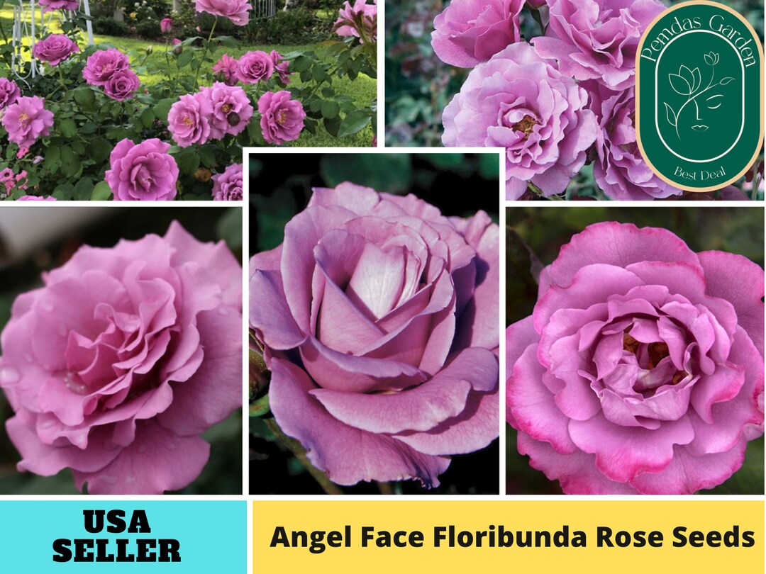 32 Seeds Angel Face Floribunda Rose Seeds Authentic Seeds Etsy