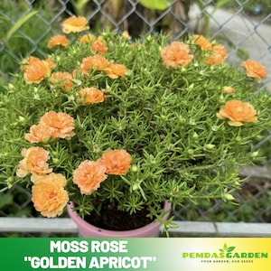 Purslane Seeds - Green seeds - Portulaca Seeds - Moss Rose Seeds - Heirloom Succulent- Colorful Flowers- Drought Tolerant -  #8182