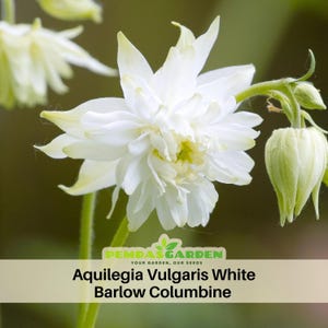 May include: Close-up of a white Aquilegia Vulgaris White Barlow Columbine flower with multiple petals and a yellow center. The flower is in full bloom, with a green stem and a bud. The image includes the text "PEMDAS GARDEN" and the flower's name.