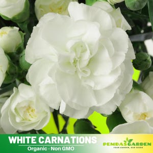 May include: A bouquet of white carnations with green stems. The flowers are in full bloom and have a delicate, ruffled appearance. The text "WHITE CARNATIONS" and "Organic - Non GMO" is displayed below the flowers.