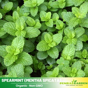 30+Seeds|Spearmint (Mentha Spicata) Seeds- Pepermint Seeds Authentic Seeds, Flower seeds,vegetable seeds,flowers,chinese garden for planting