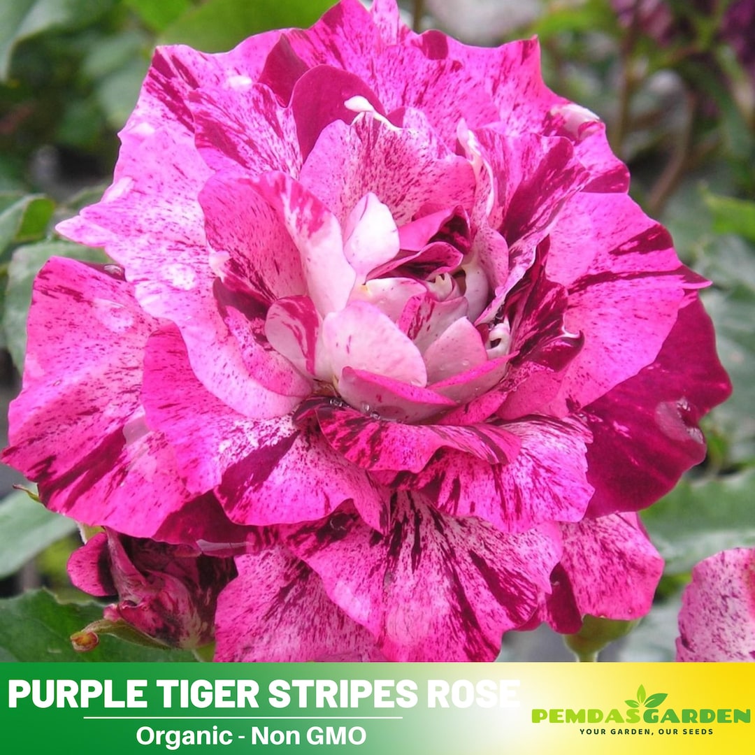 30+ Seeds|purple Tiger Stripes Flower Rose Seeds - Authentic Seeds ...